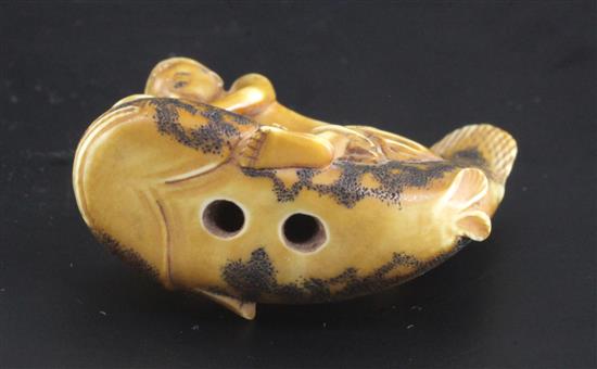 A Japanese ivory netsuke of a man riding a cat fish, 19th century, signed Shunkosai, 5cm